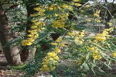 Sophora mollis